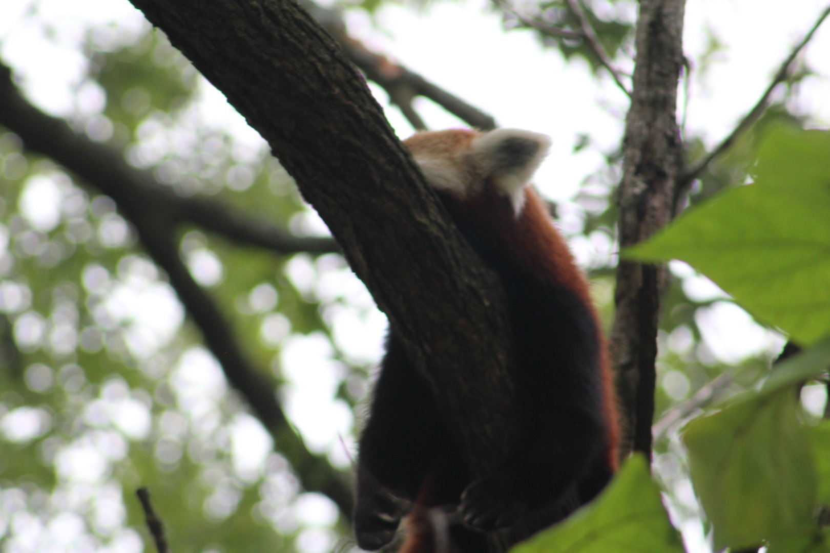 Himalayan red panda
