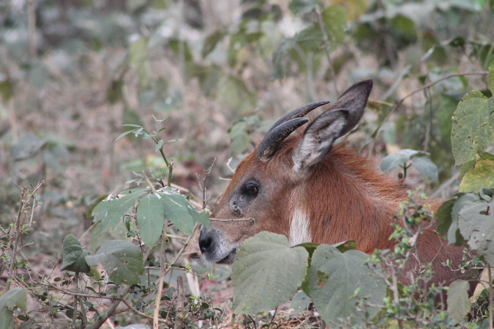 Himalayan serow (Capricornis thar)