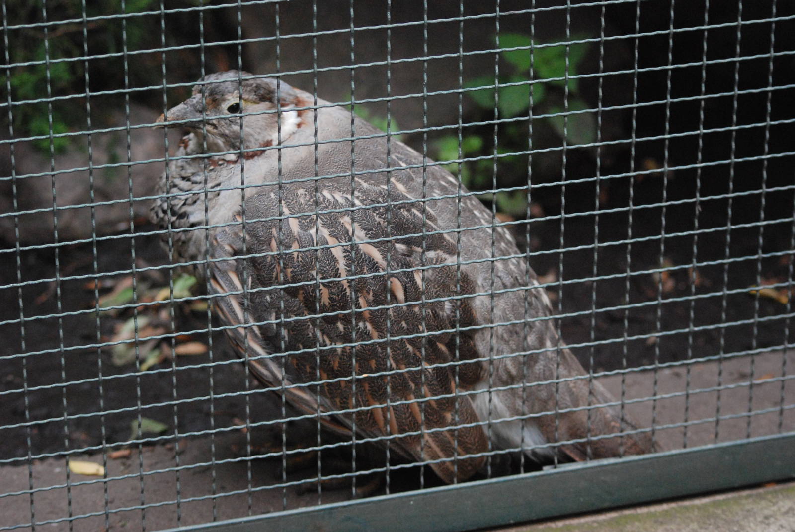 Himalayan Snowcock at Tierpark Berlin, 30/08/11