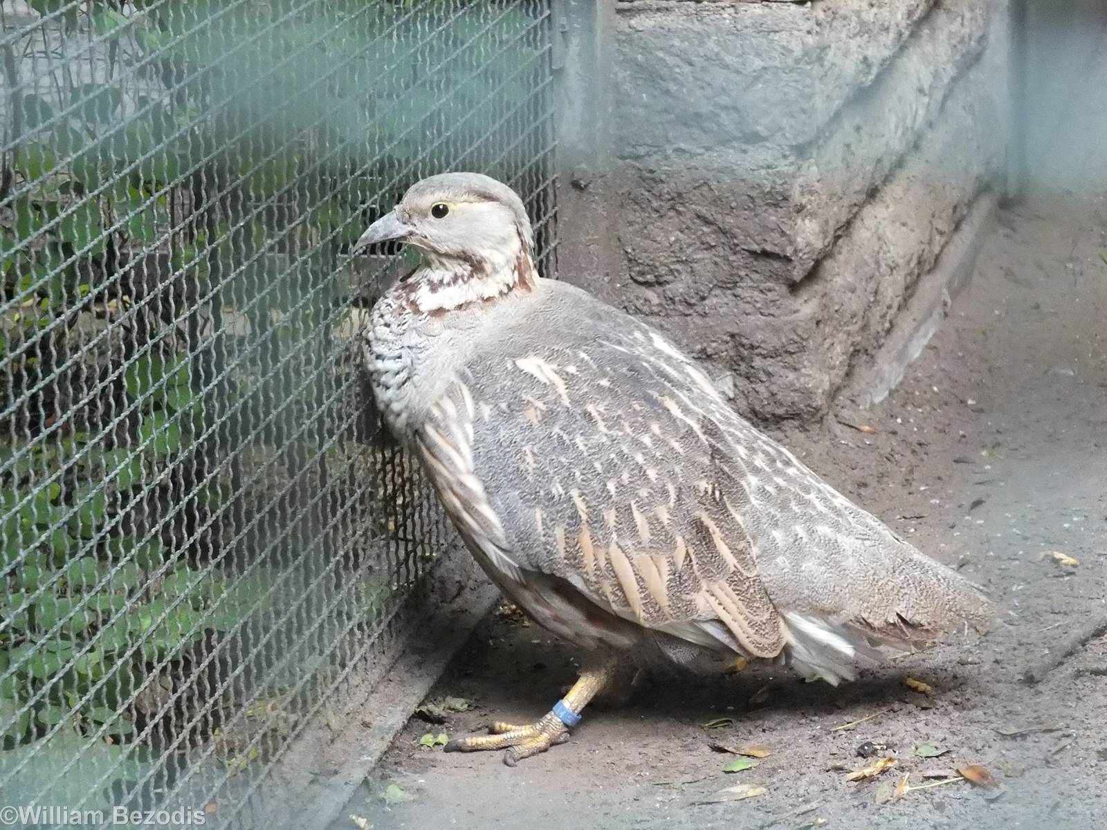 Himalayan Snowcock in the Pheasantry