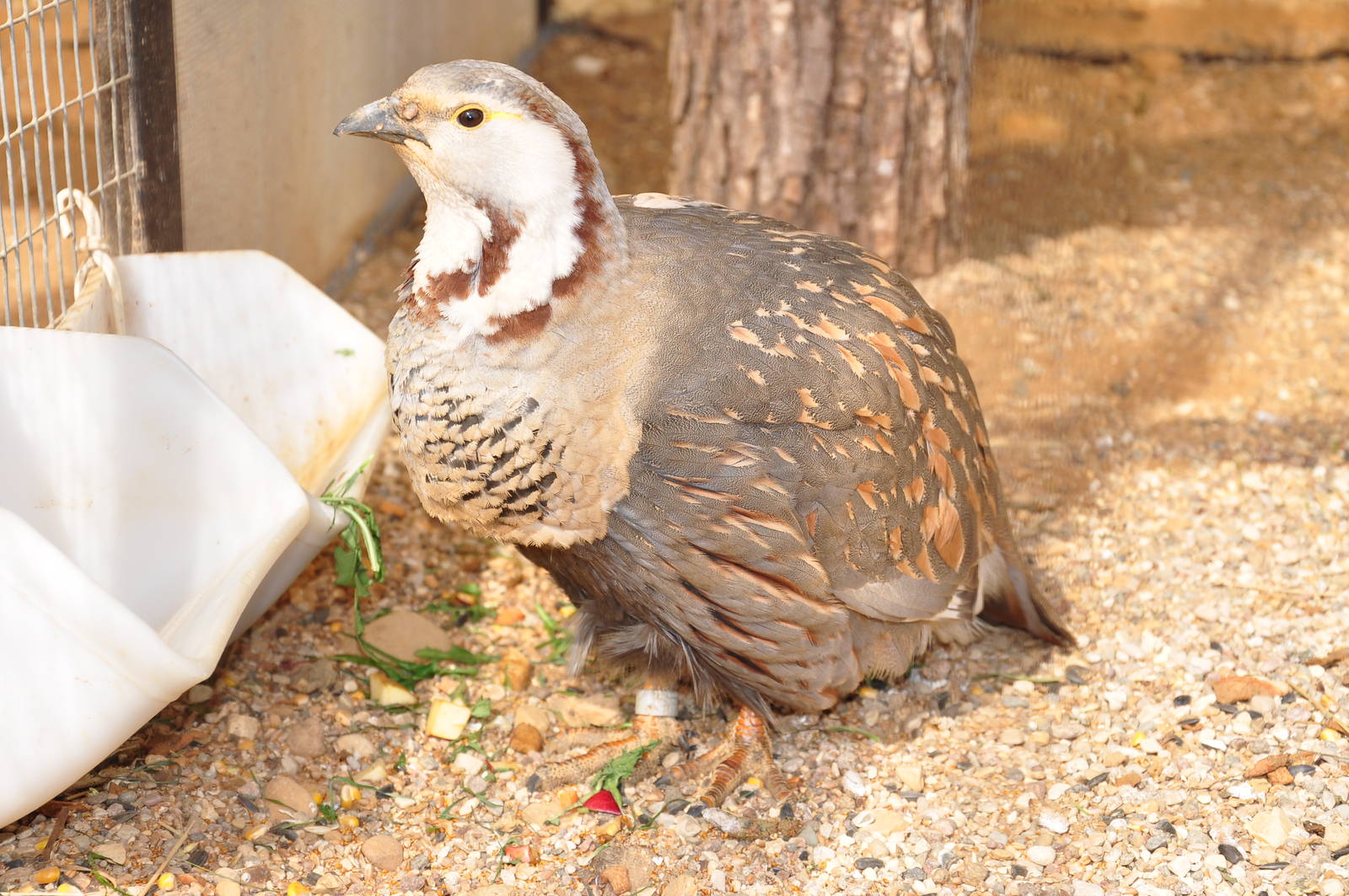 Himalayan snowcock/ Tetraogallus himalayensis