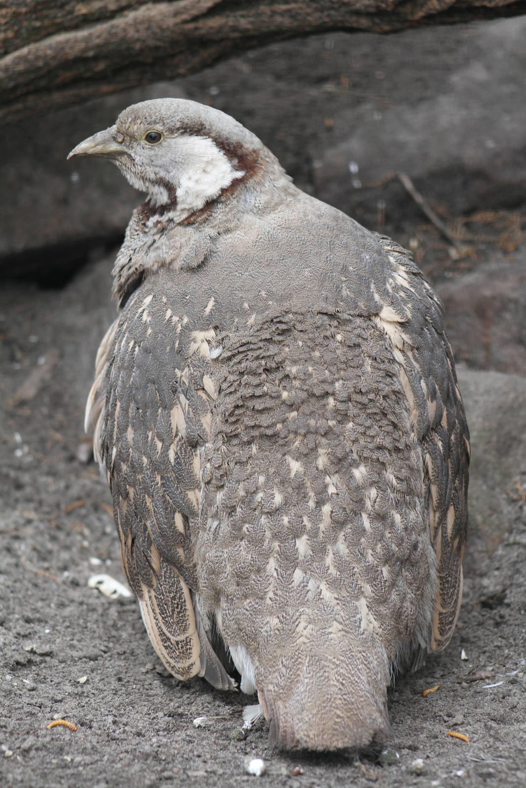 Himalayan Snowcock (Tetraogallus himalayensis)