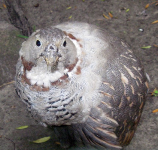 Himalayan Snowcock (Tetraogallus himalayensis)