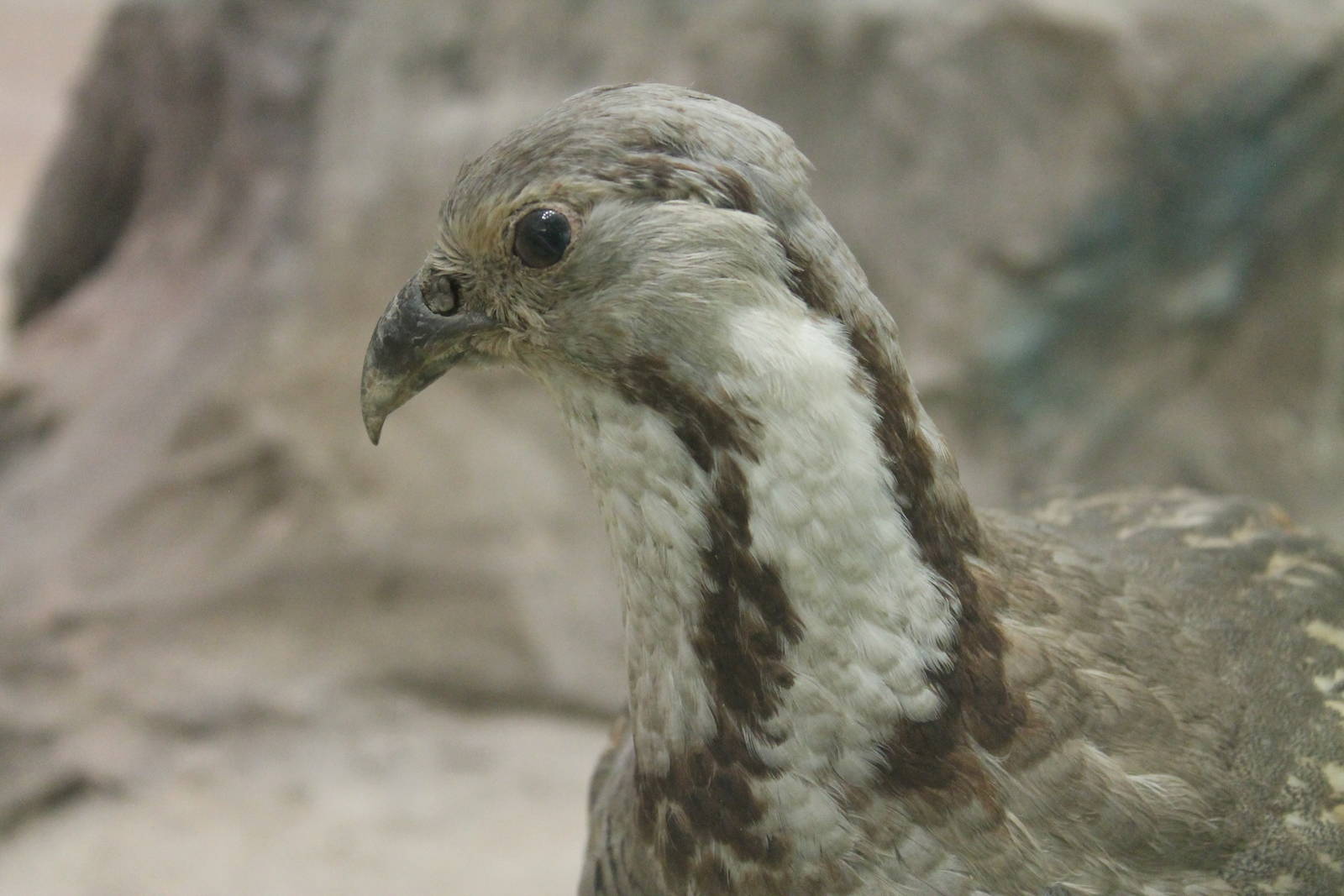 Himalayan Snowcock (Tetraogallus himalayensis)