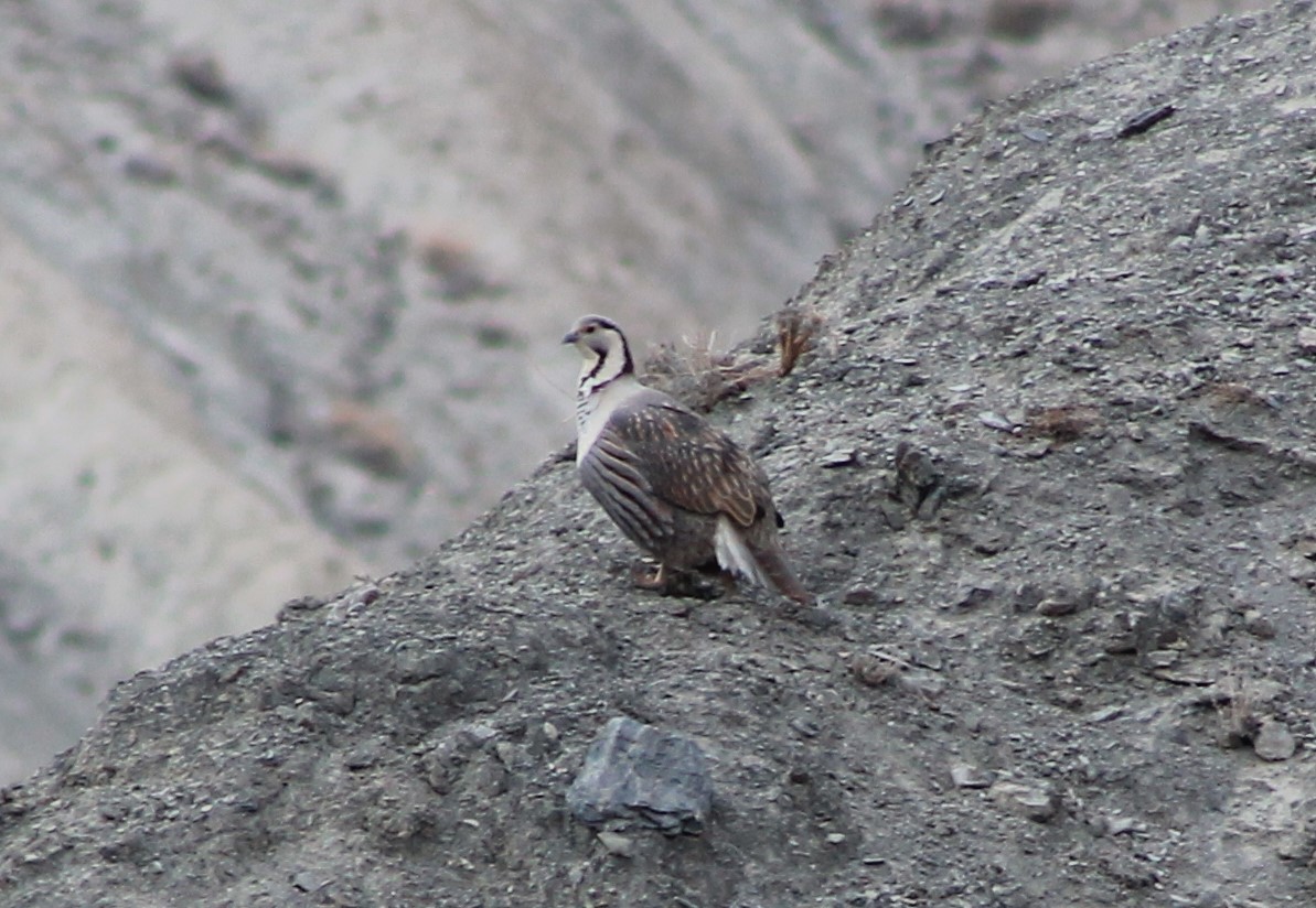 Himalayan Snowcock (Tetraogallus himalayensis)
