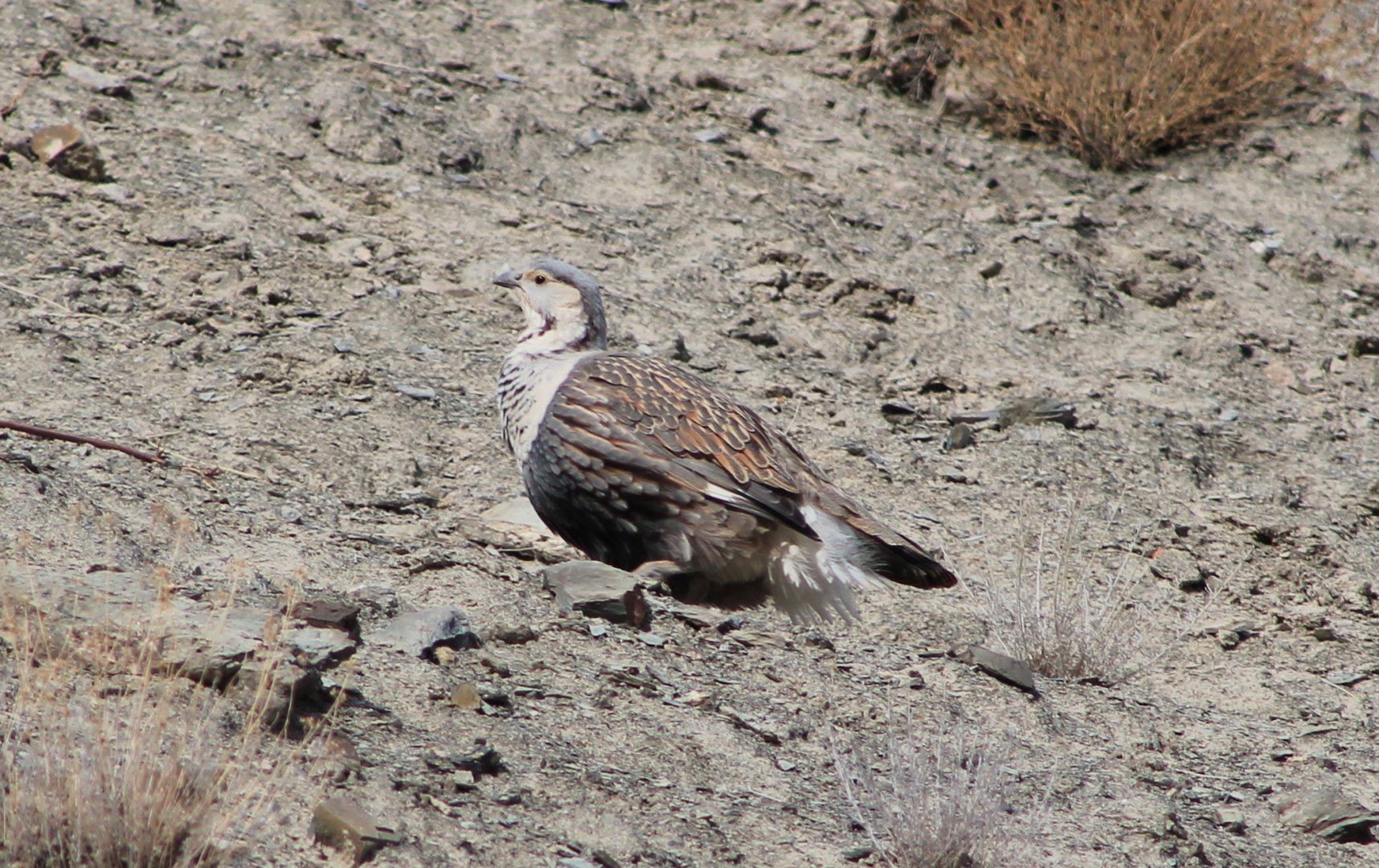 Himalayan Snowcock (Tetraogallus himalayensis)
