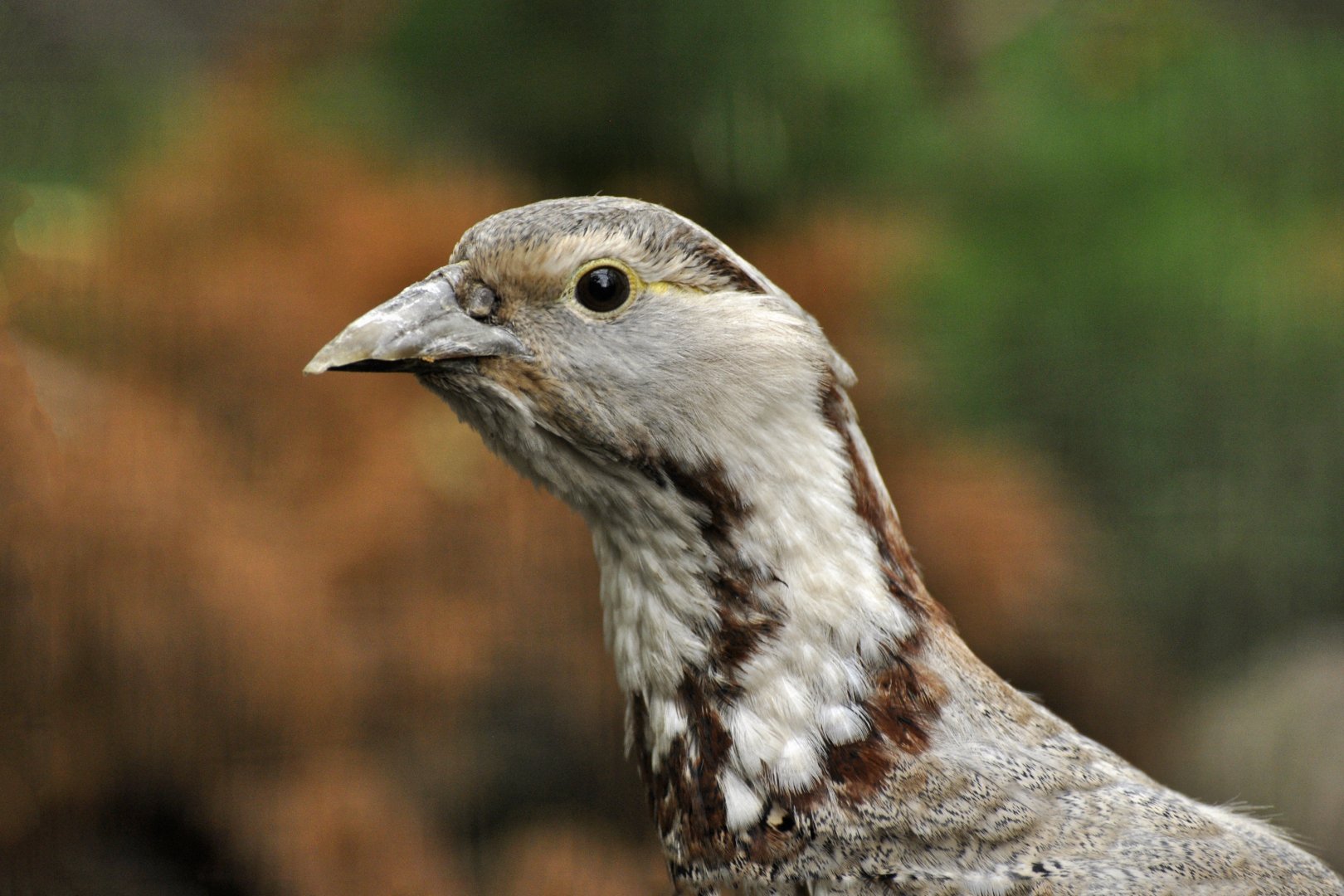 Himalayan snowcock (Tetraogallus himalayensis)