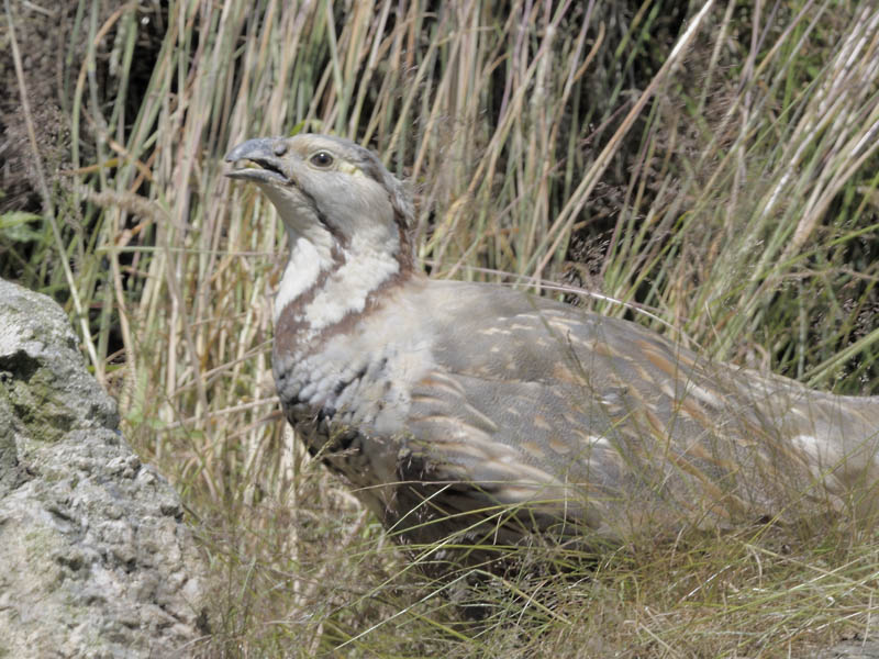 Himalayan snowcock