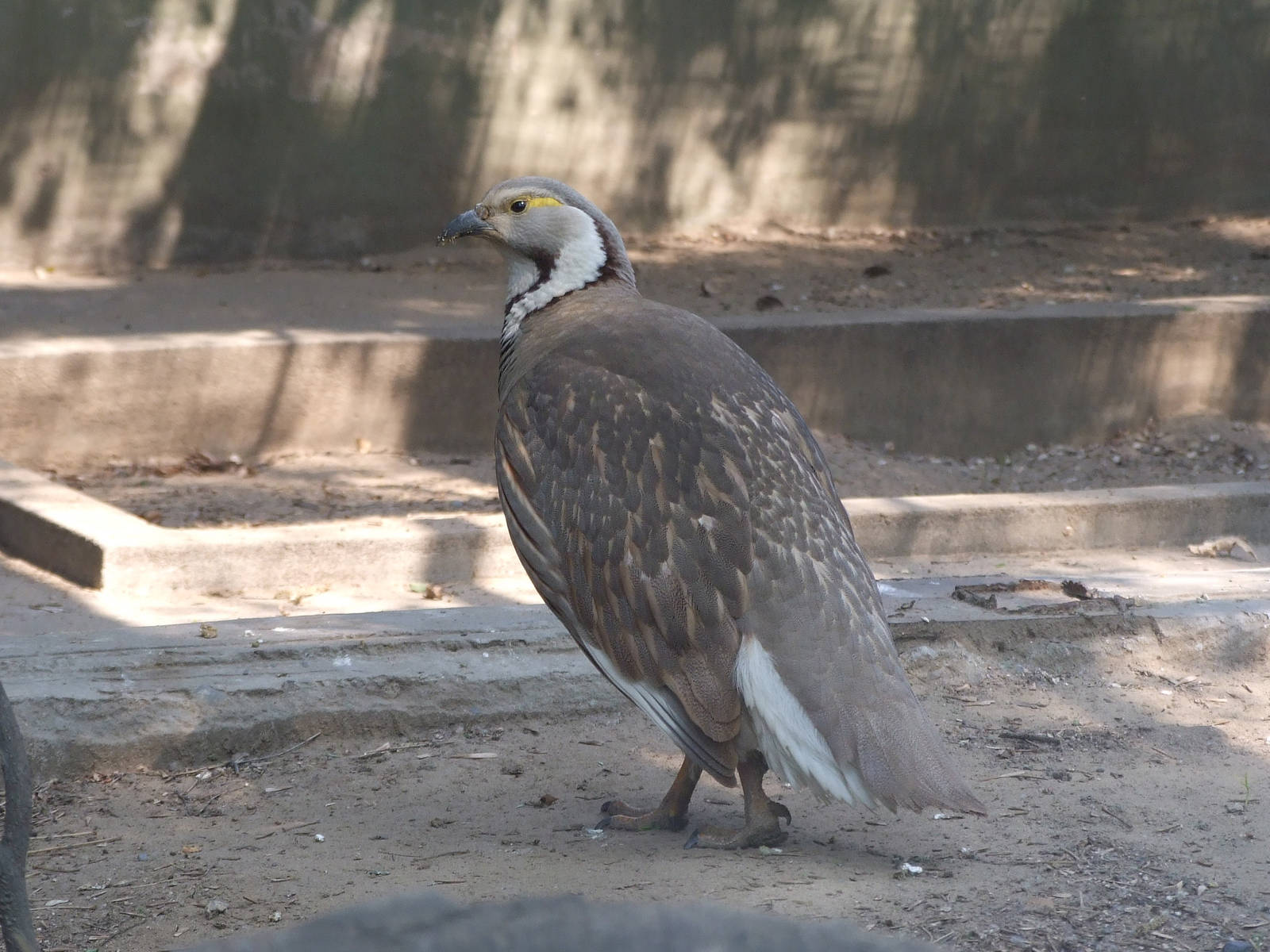 Himalayan Snowcock