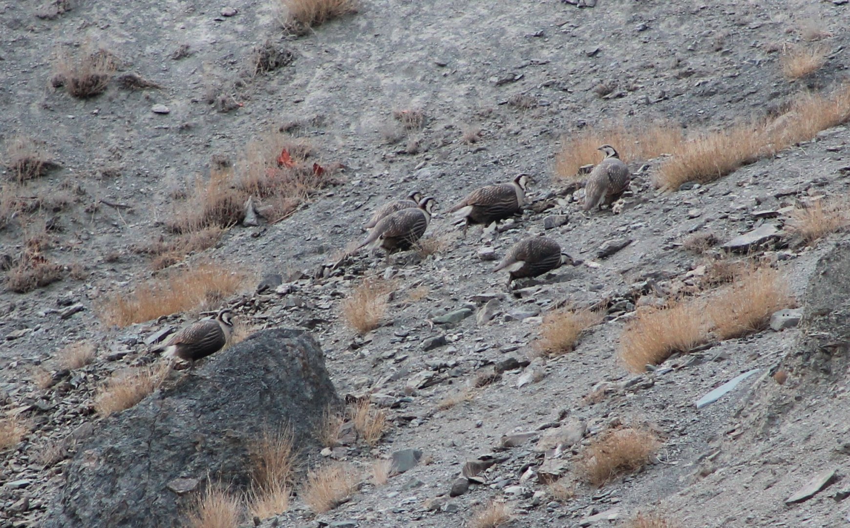 Himalayan Snowcocks (Tetraogallus himalayensis)