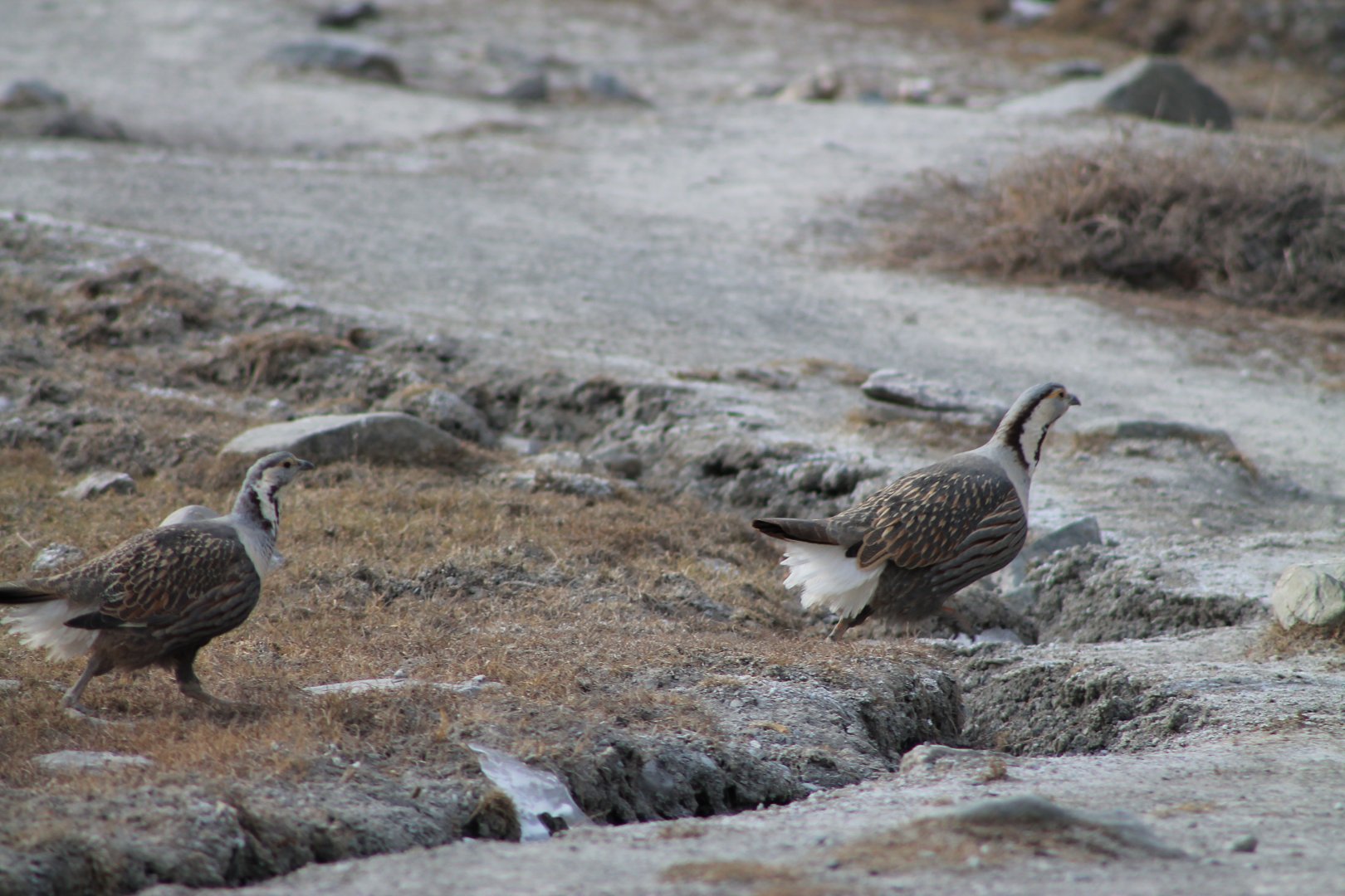 Himalayan Snowcocks (Tetraogallus himalayensis)