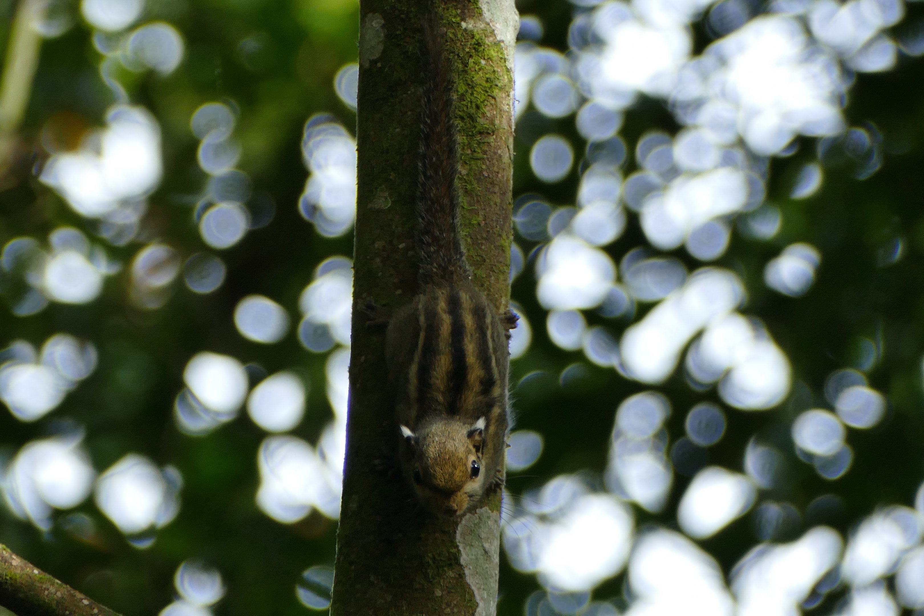 Himalayan striped squirrel - Fraser's Hill