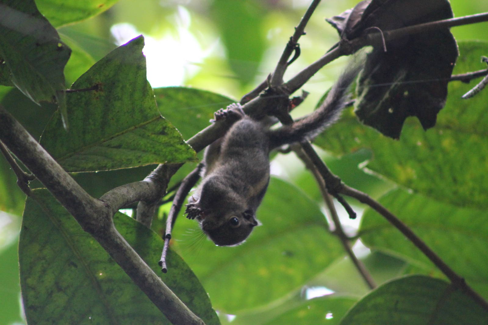 Himalayan striped squirrel (Tamiops macclellandii)