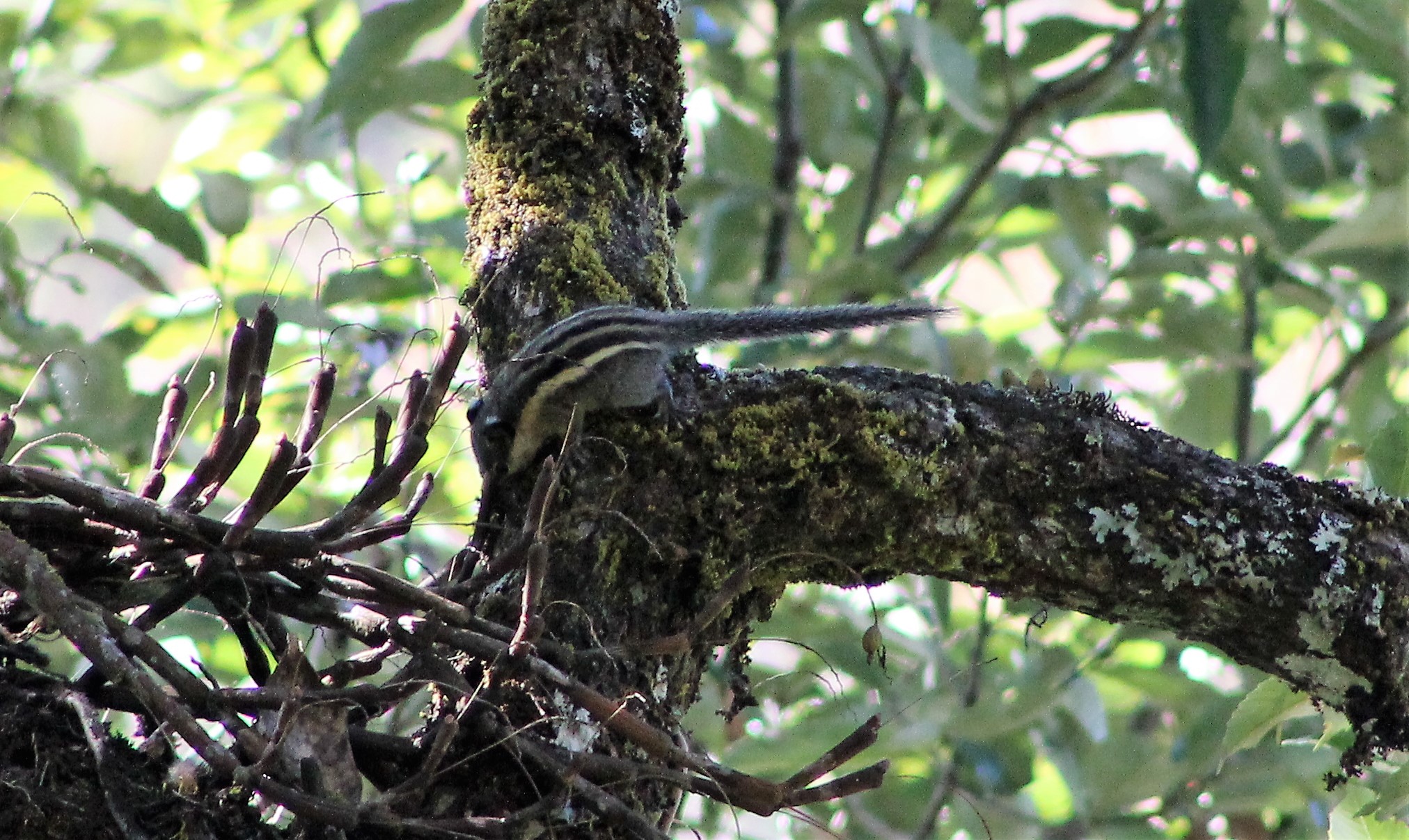 Himalayan Striped Squirrel (Tamiops macclellandii)