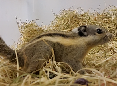 Himalayan striped squirrel - Tamiops mcclelandii