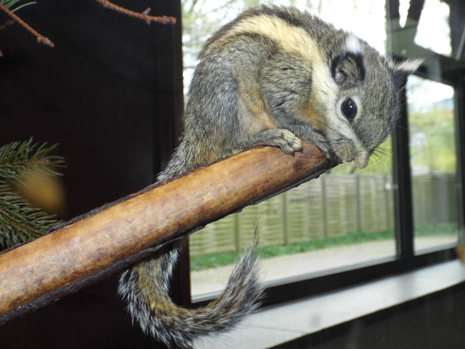Himalayan Striped Squirrel (Tamiops mcclellandii) at Tierpark Berlin - Apri