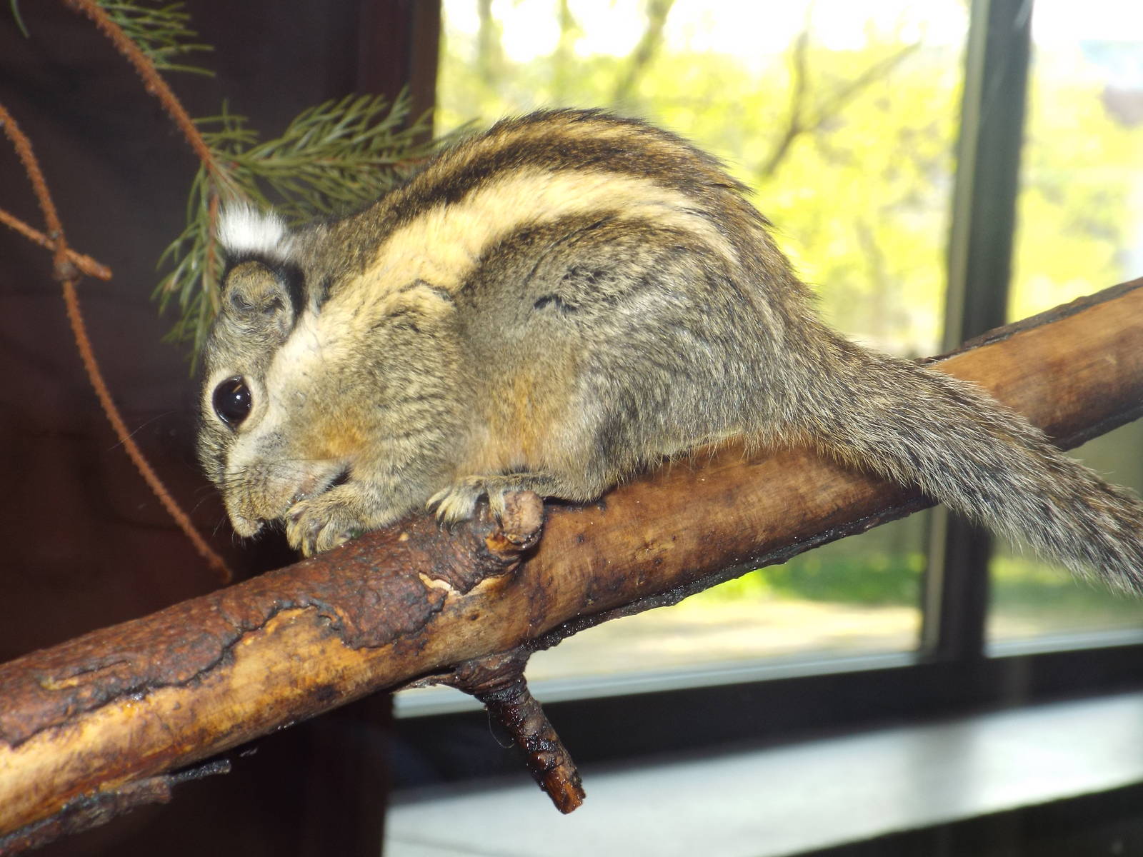 Himalayan Striped Squirrel (Tamiops mcclellandii) at Tierpark Berlin - Apri