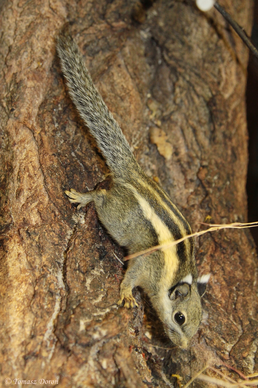 Himalayan Striped Squirrel (Tamiops mcclellandii)