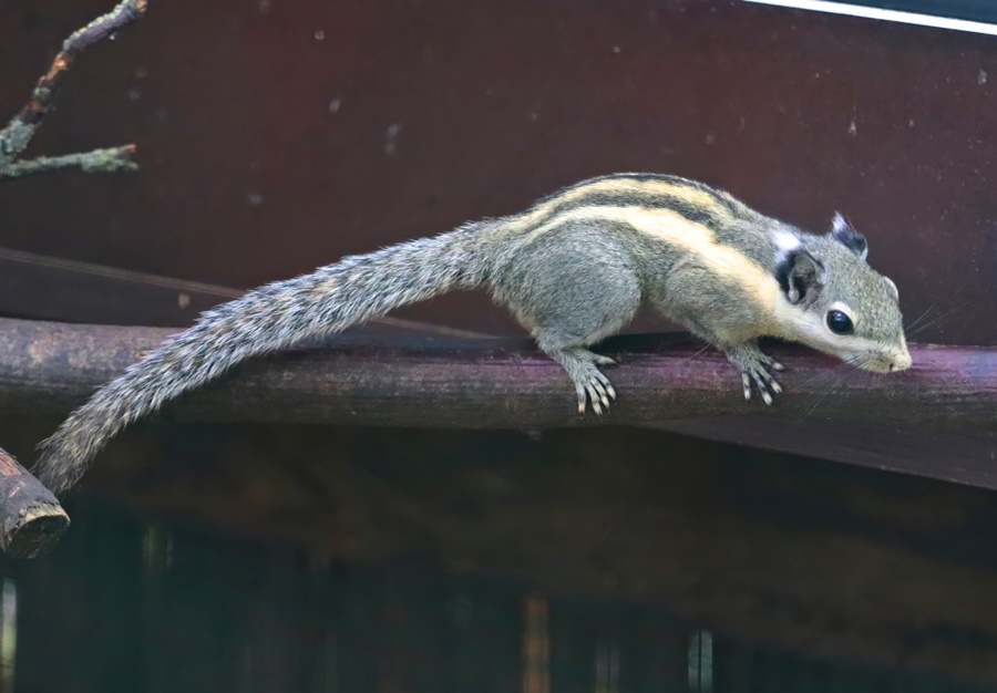 Himalayan striped squirrel (Tamiops mcclellandii)