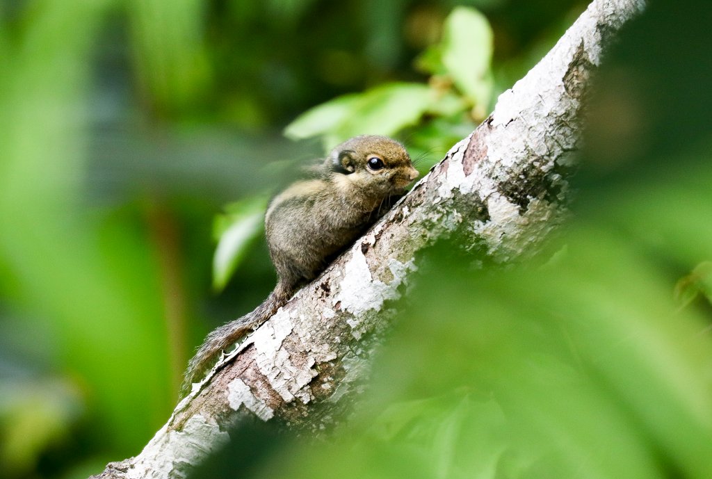 Himalayan Striped Squirrel