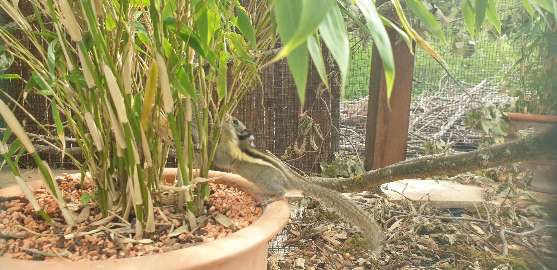 Himalayan Striped Squirrel