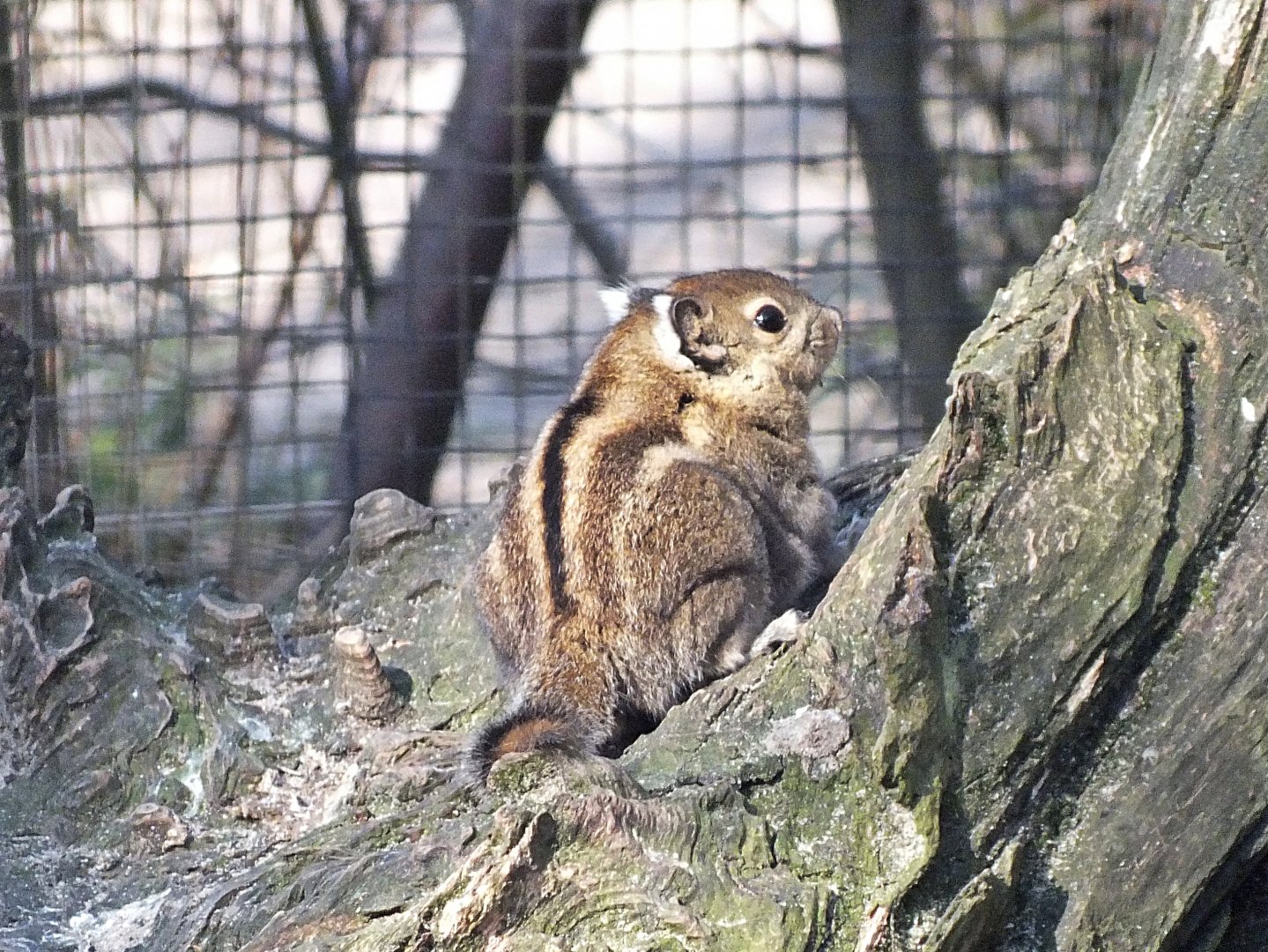 Himalayan striped squirrel