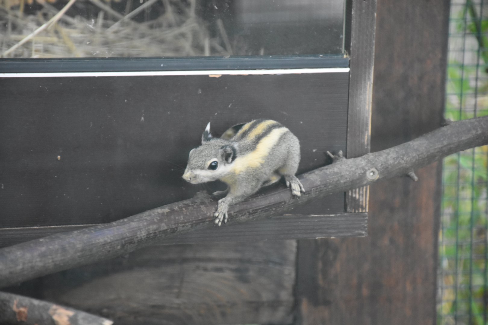 Himalayan striped squirrel