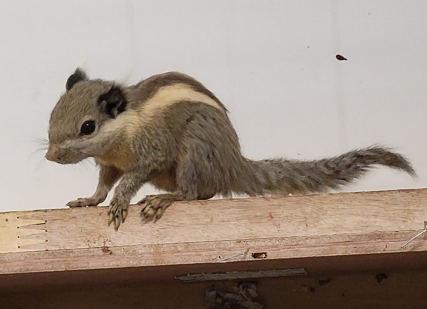 Himalayan striped squirrel