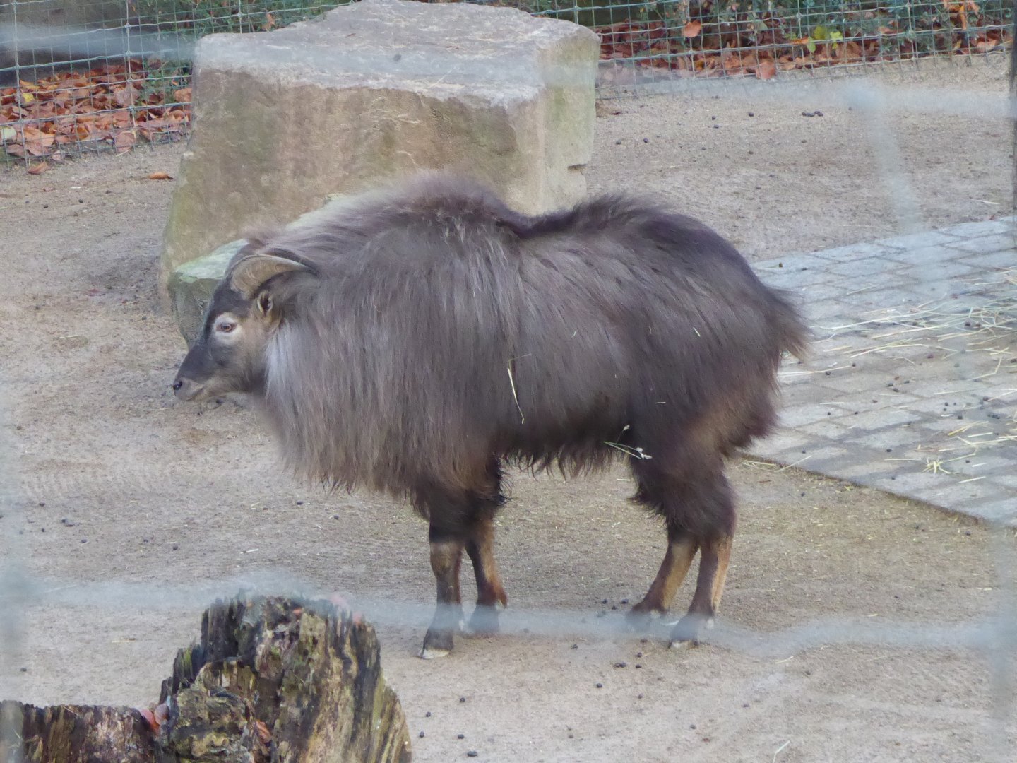Himalayan tahr 021219