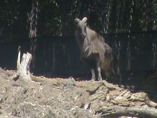 himalayan tahr 140911