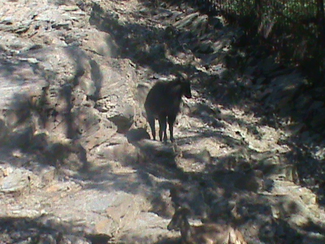 himalayan tahr 140911