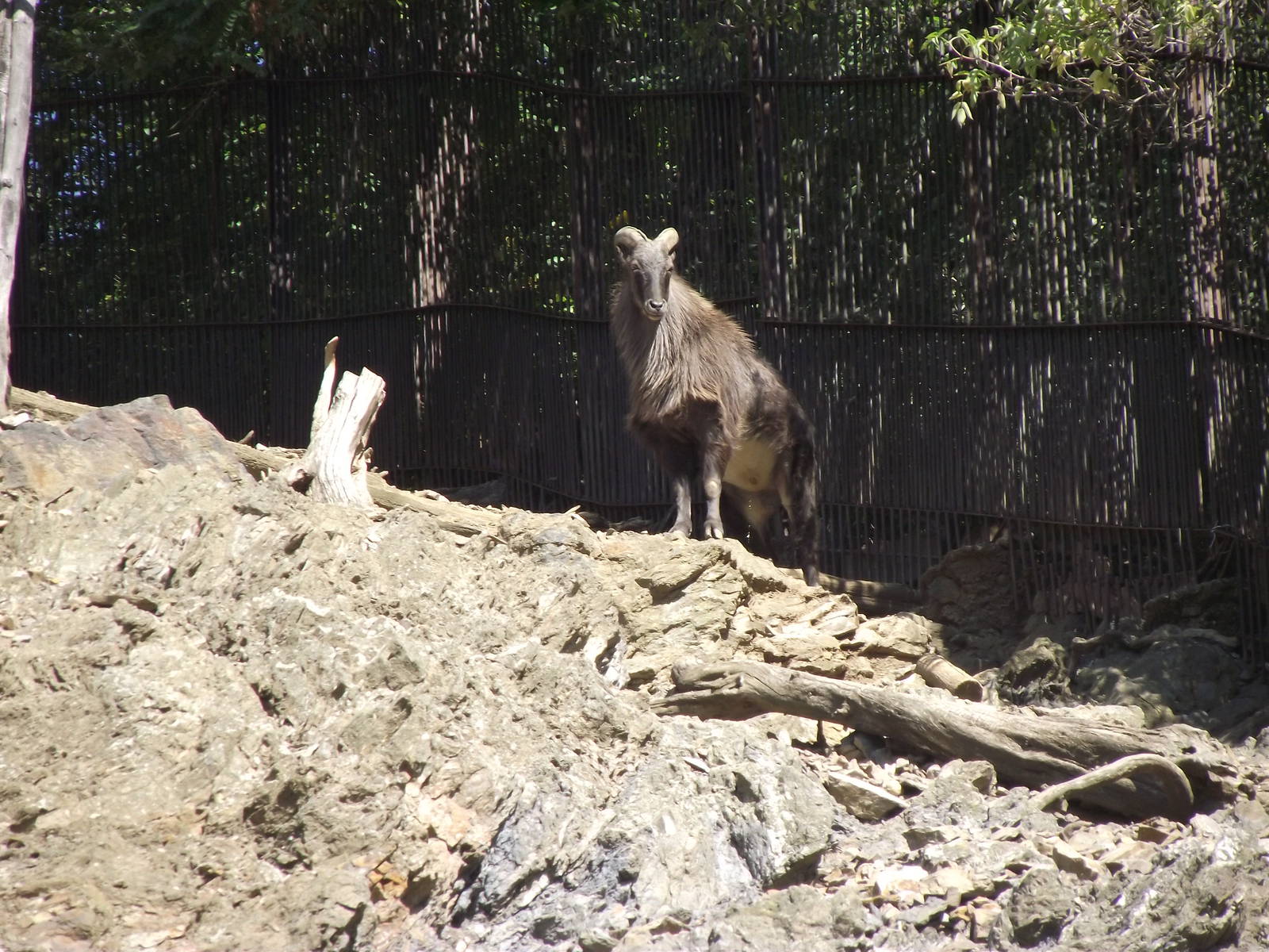 himalayan tahr 14911