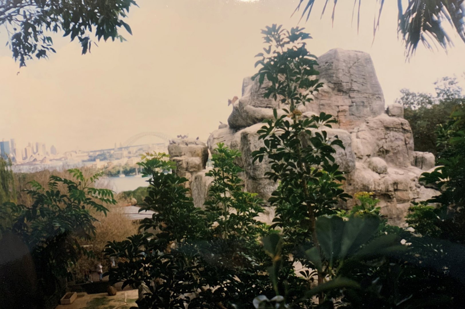 Himalayan Tahr (1996)