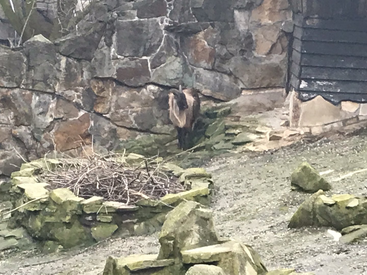 Himalayan tahr 290118
