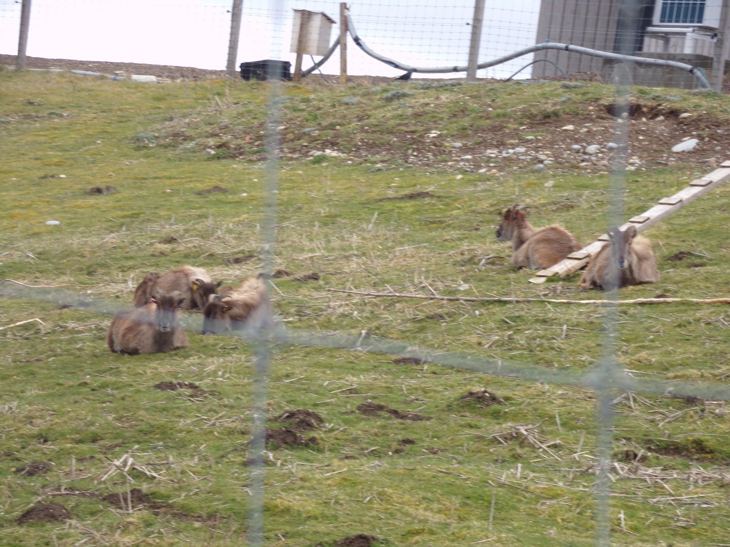 Himalayan tahr 5.4.24