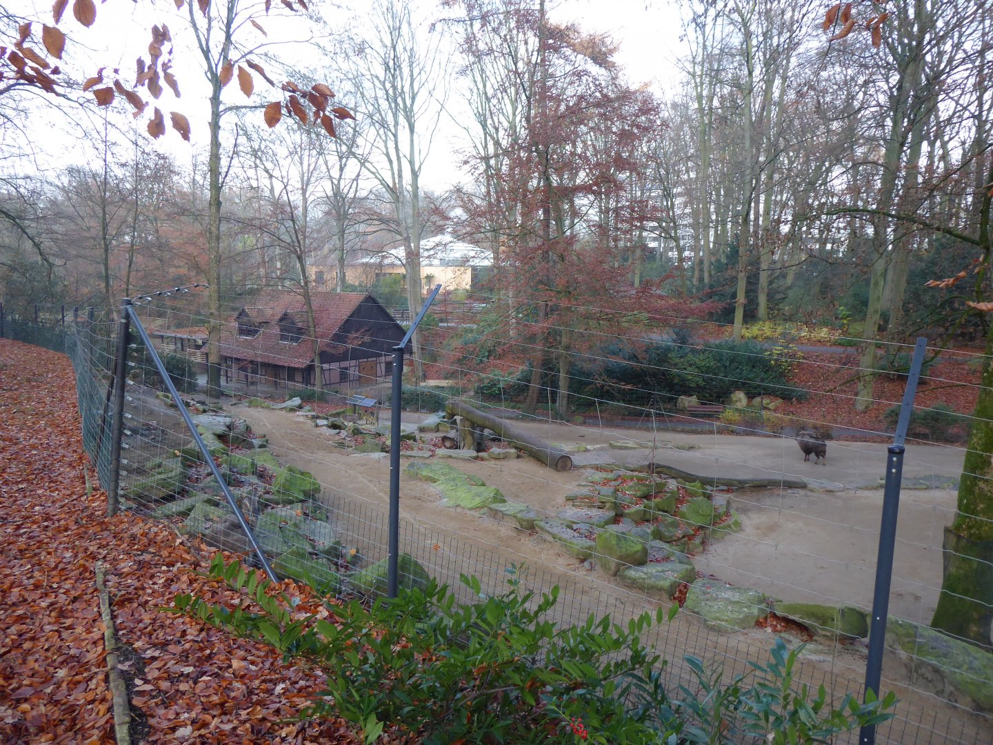 Himalayan tahr and Yak enclosure 021219