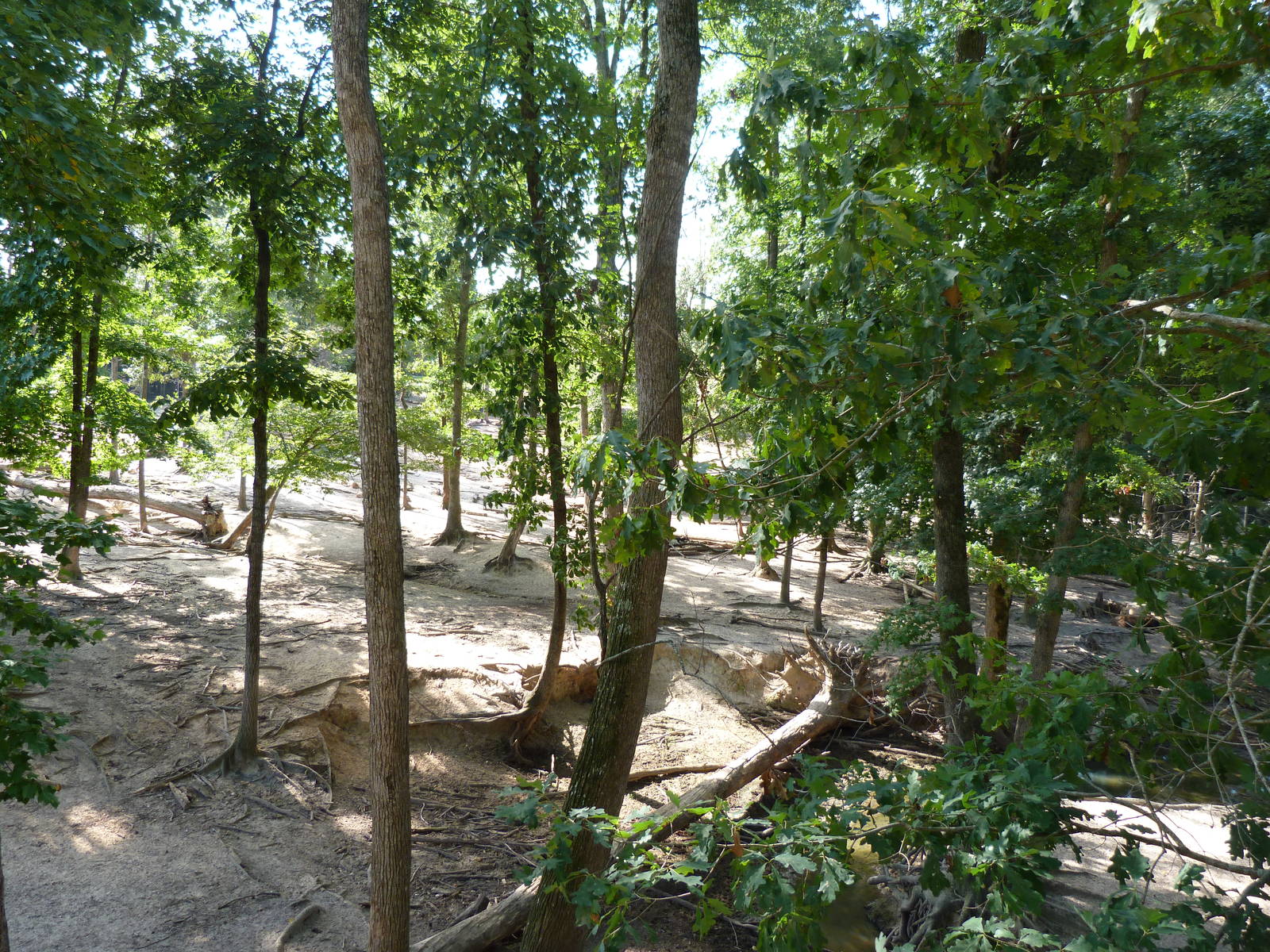 Himalayan Tahr/Armenian Mouflon/Blackbuck/Mishmi Takin Exhibit