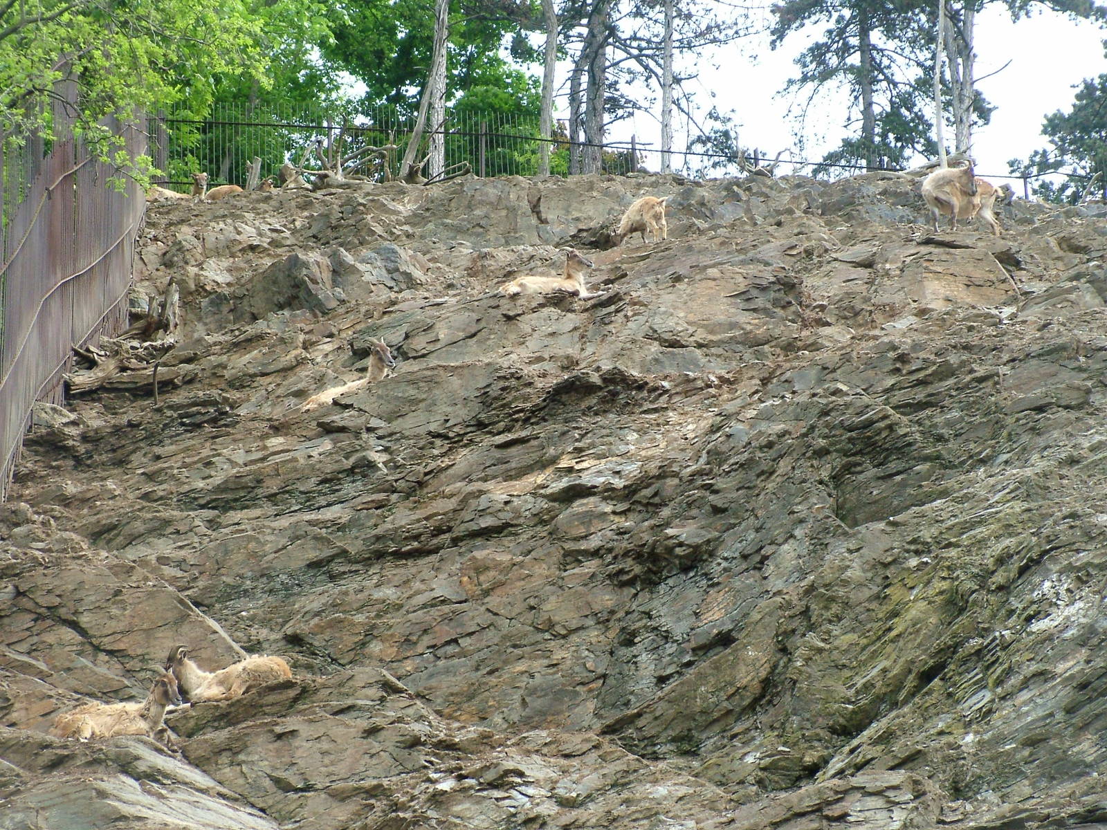 Himalayan Tahr at Prague, 24/05/10
