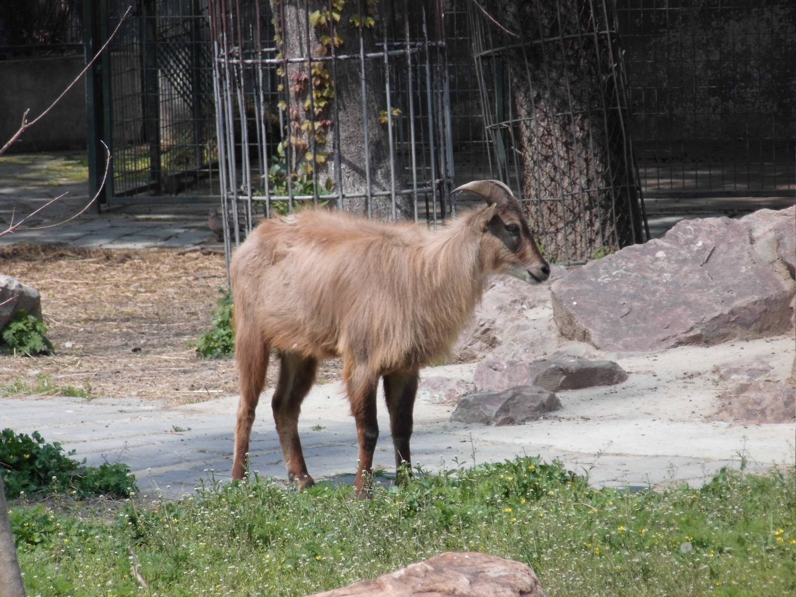 Himalayan Tahr at Shanghai zoo 2014-4-3