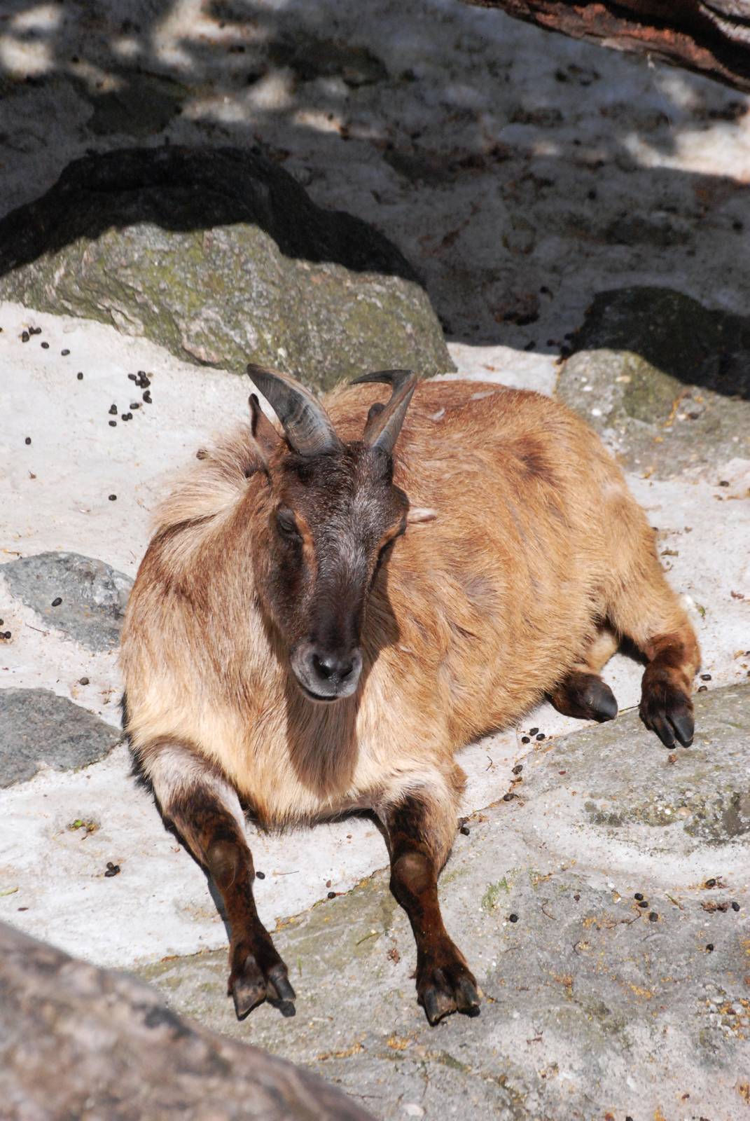 Himalayan Tahr at Vienna, 16/06/13