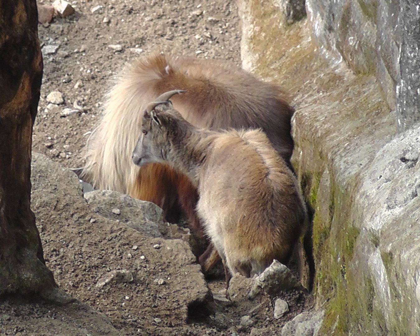 Himalayan Tahr, Darjeeling Zoo