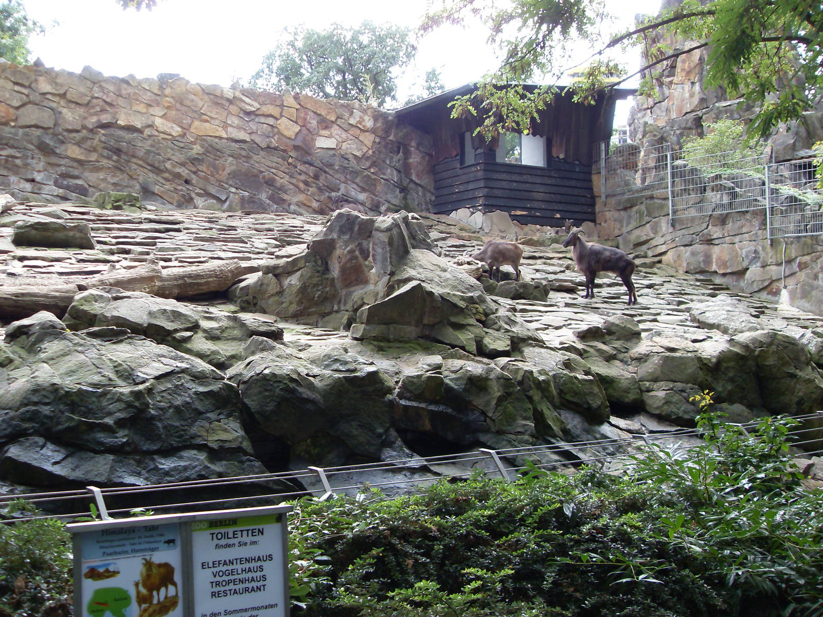 himalayan tahr enclosure 030910