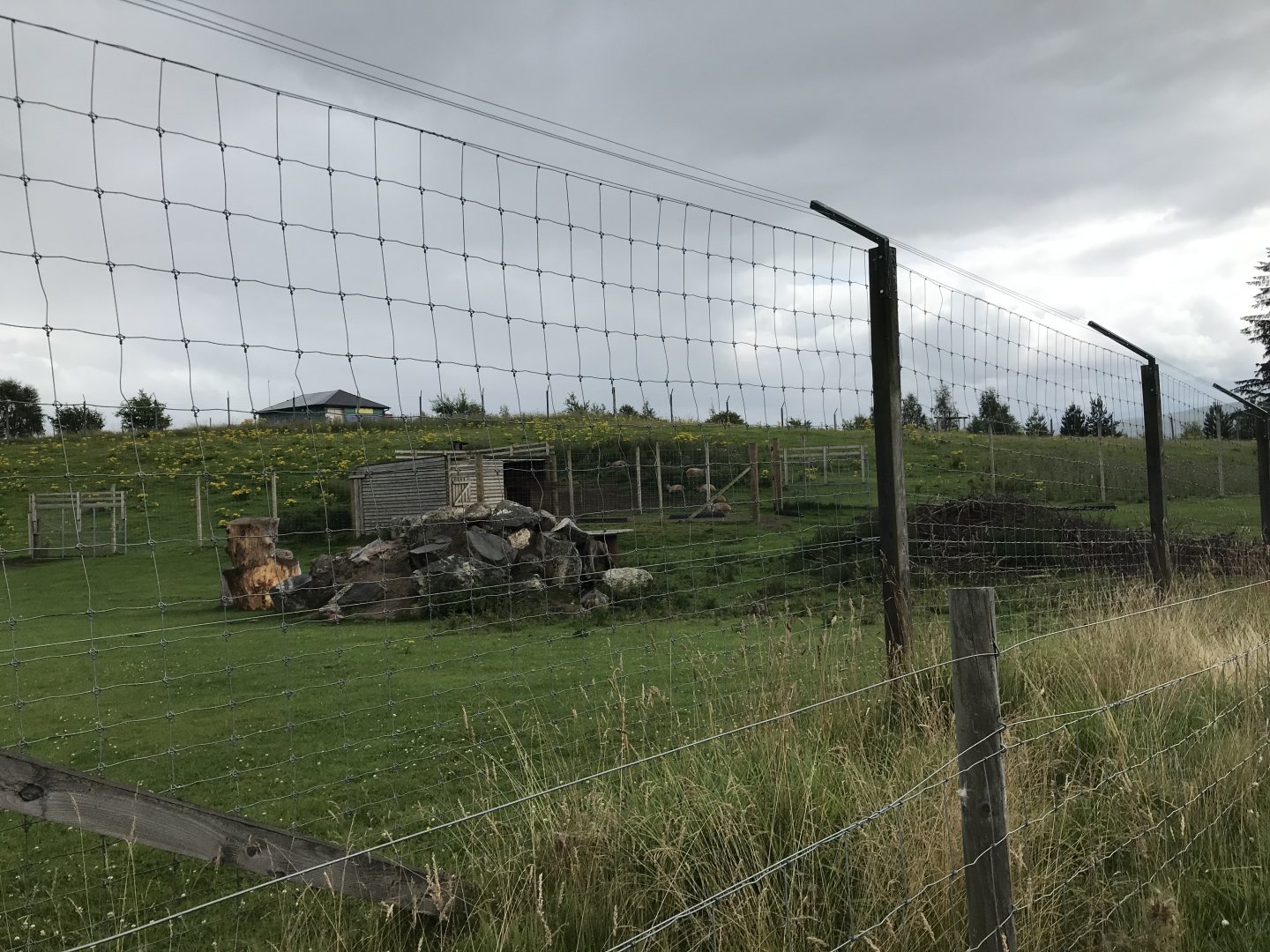 Himalayan tahr enclosure