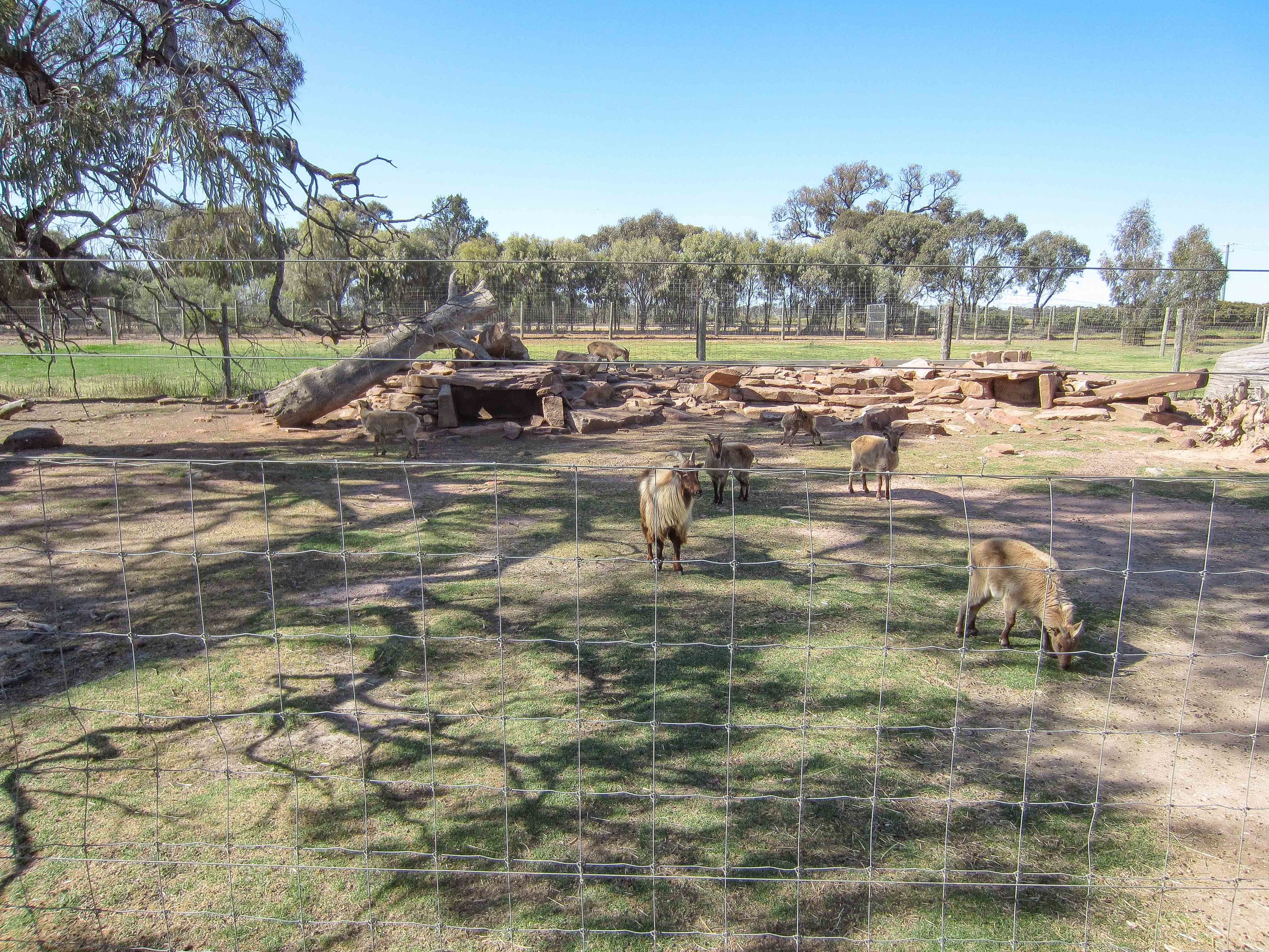 Himalayan Tahr enclosure