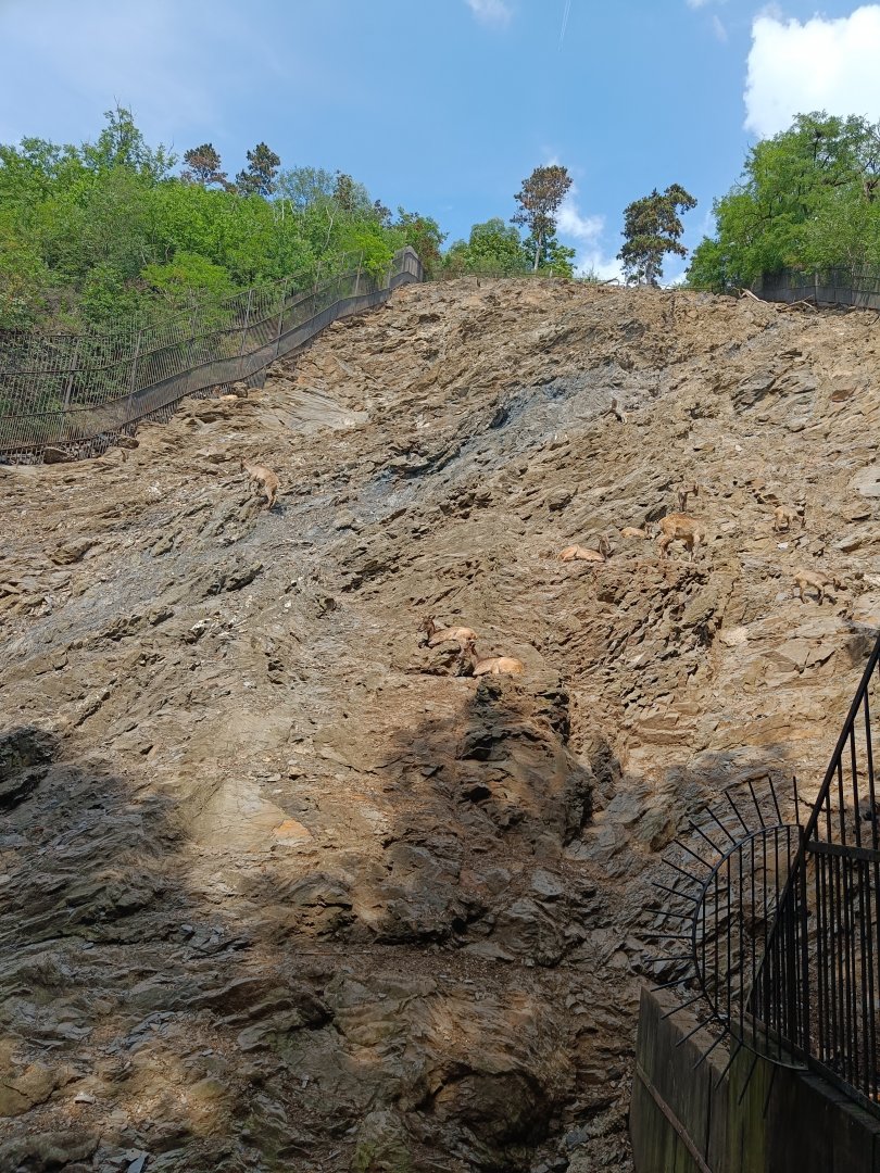 Himalayan Tahr enclosure