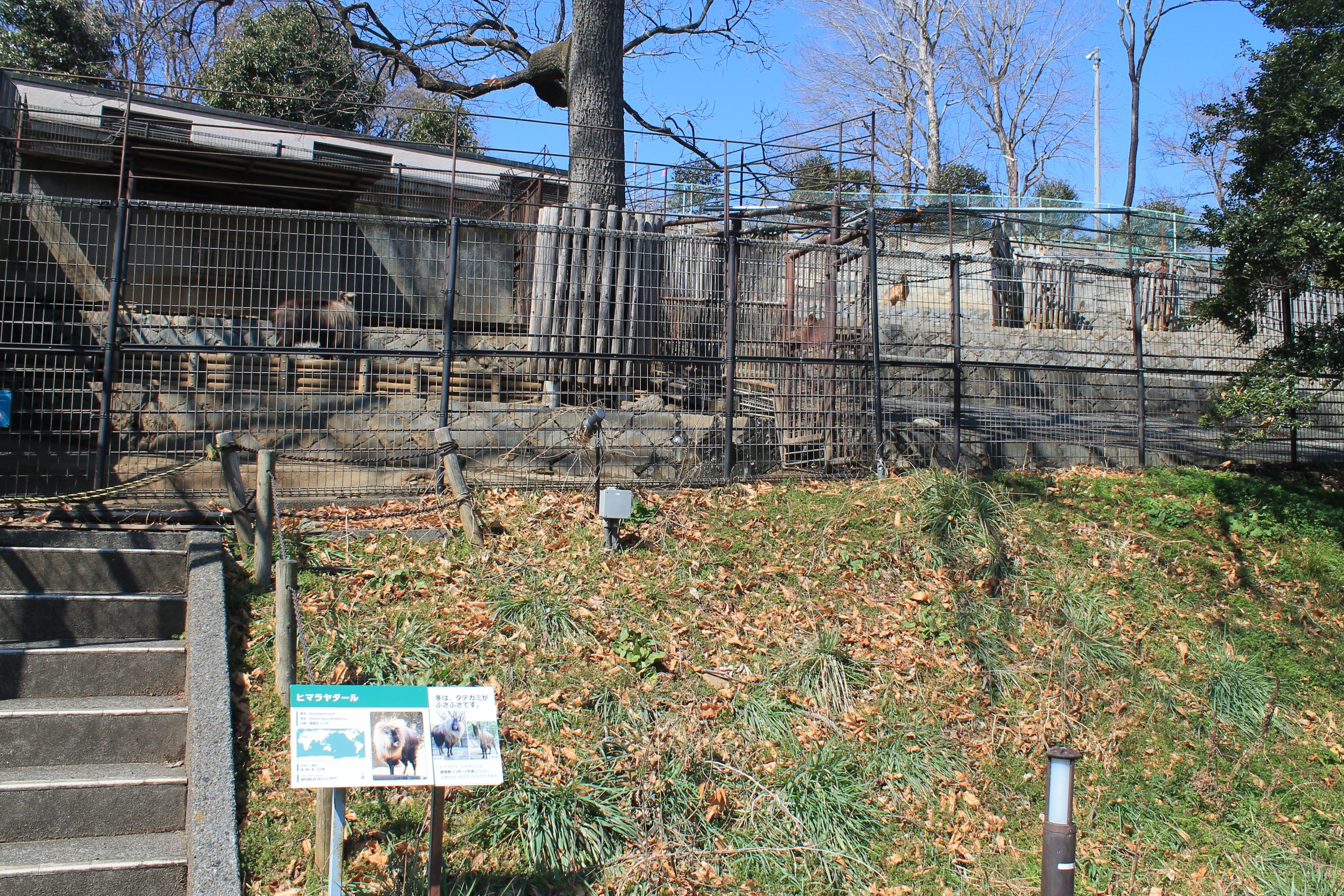 Himalayan Tahr enclosure