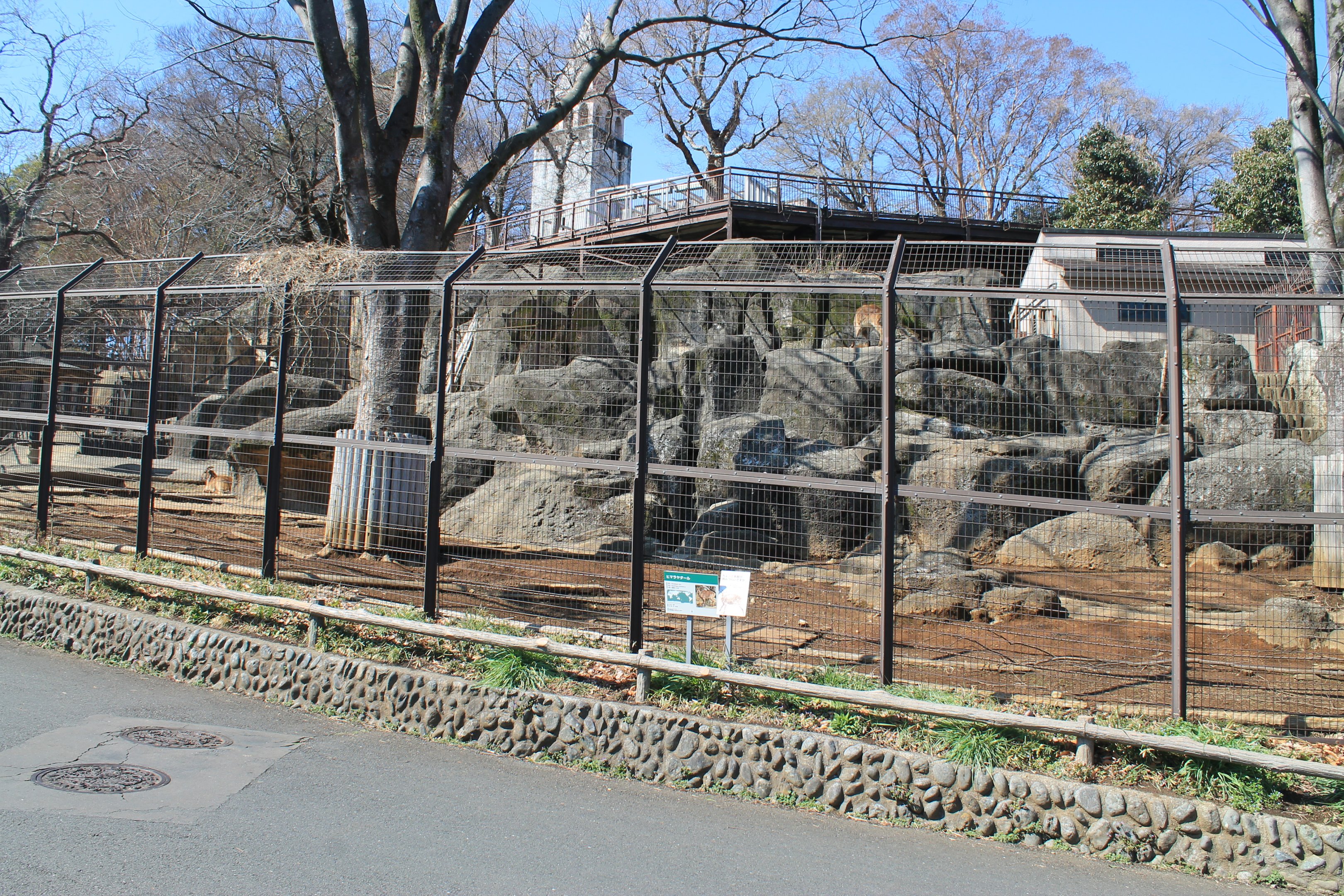 Himalayan Tahr enclosure
