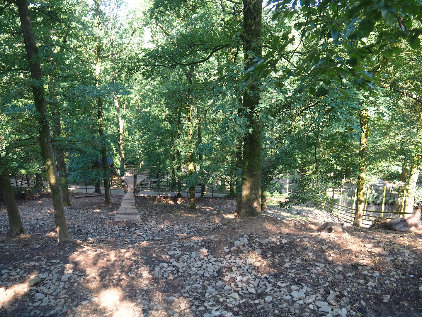 Himalayan tahr exhibit, 2023-06-24