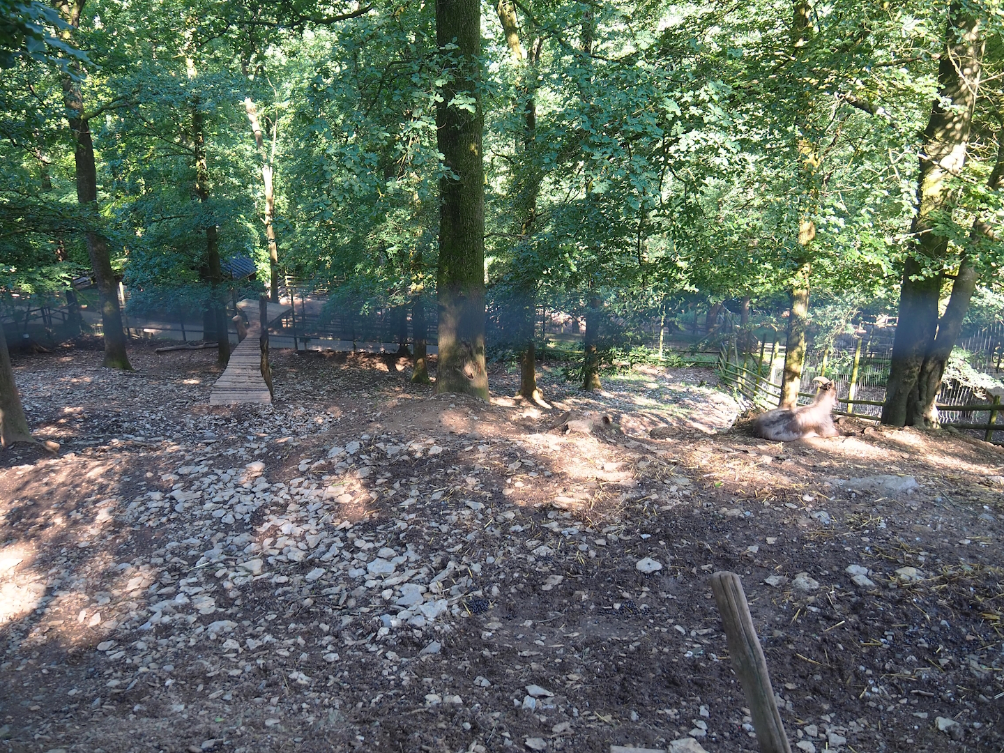 Himalayan tahr exhibit, 2023-06-24
