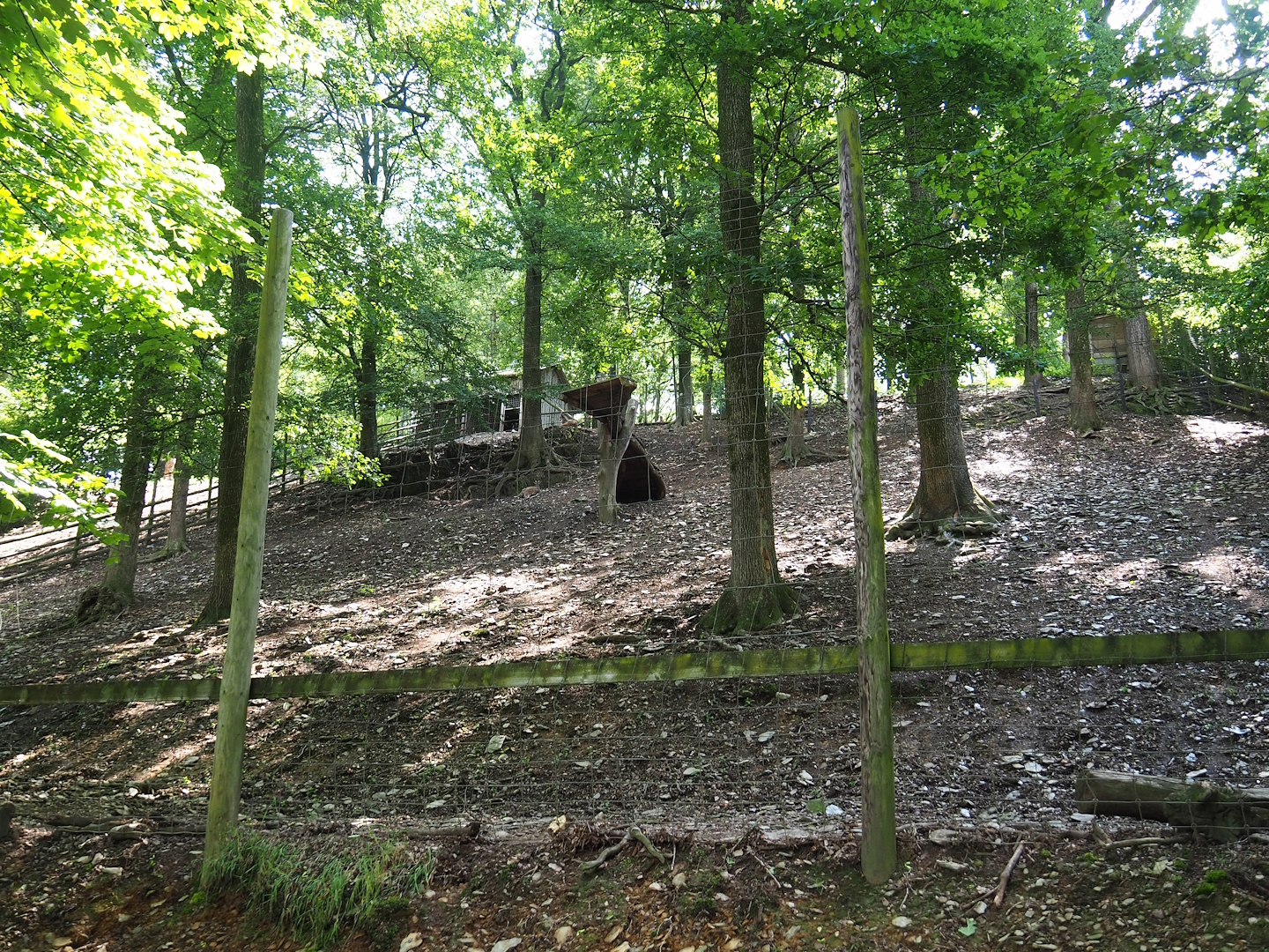 Himalayan tahr exhibit, 2023-06-24